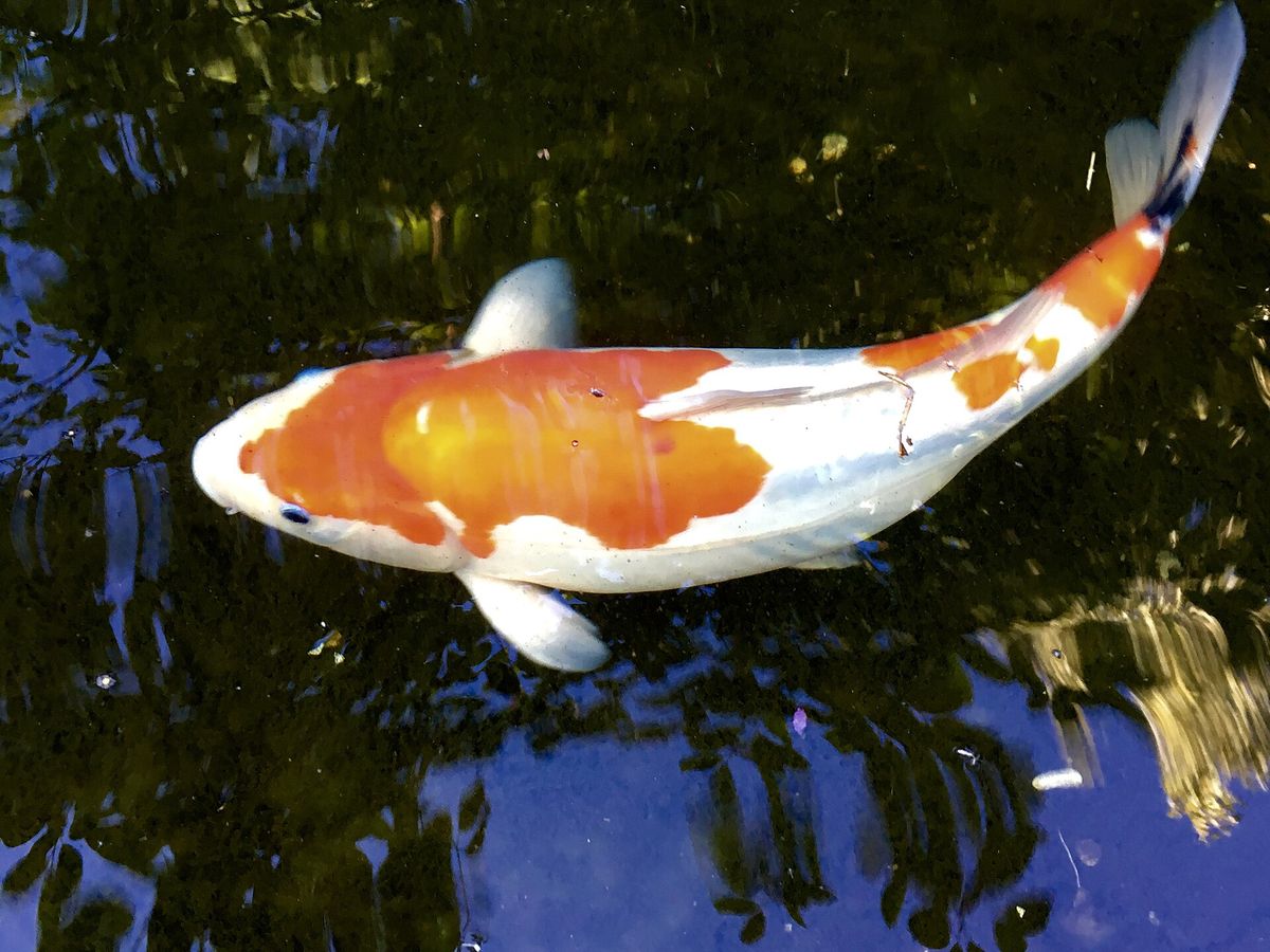 Koi