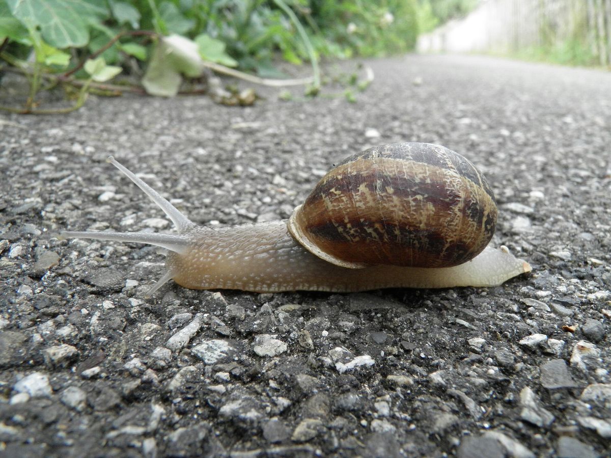 Land snail