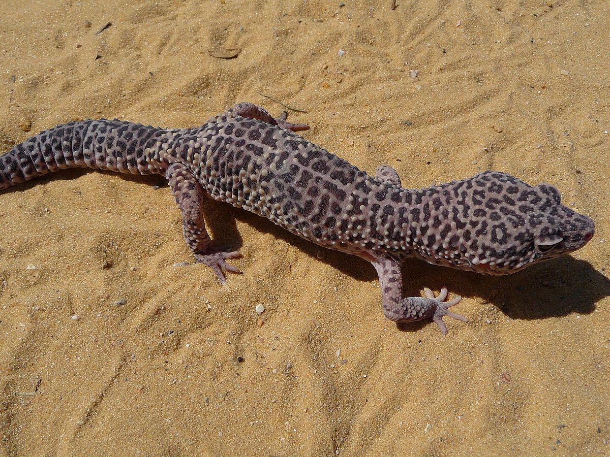 Leopard gecko