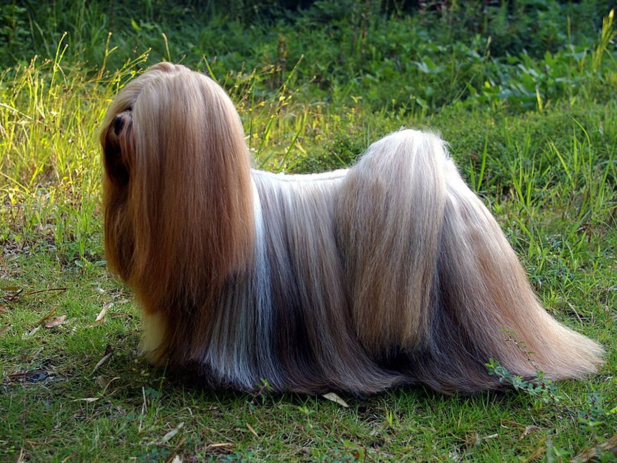 Lhasa Apso
