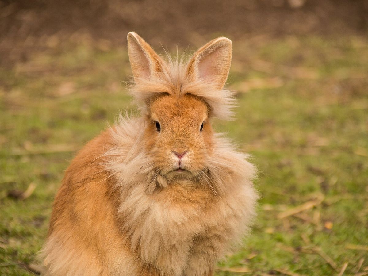 Lionhead