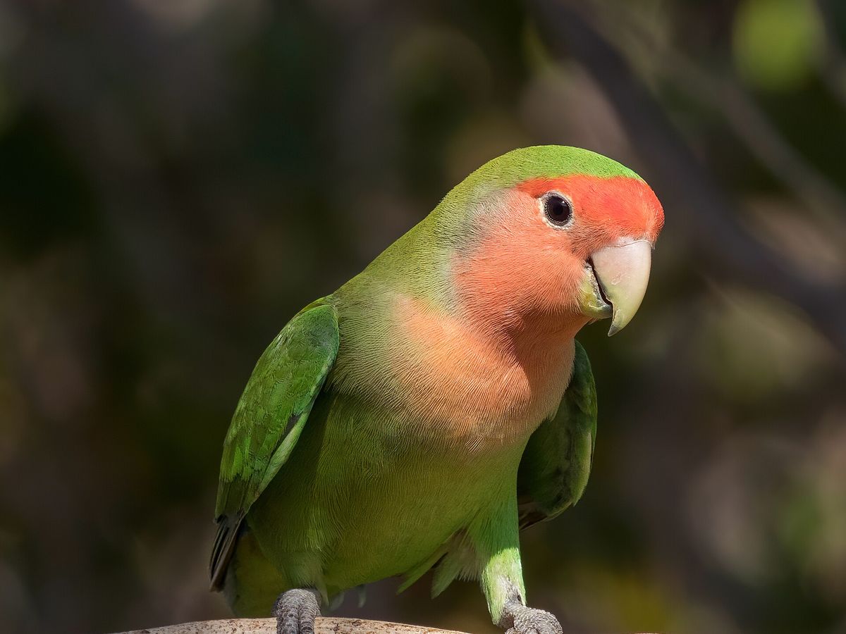 Lovebird
