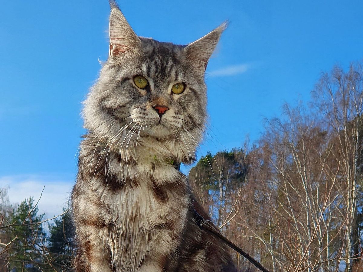 Maine Coon