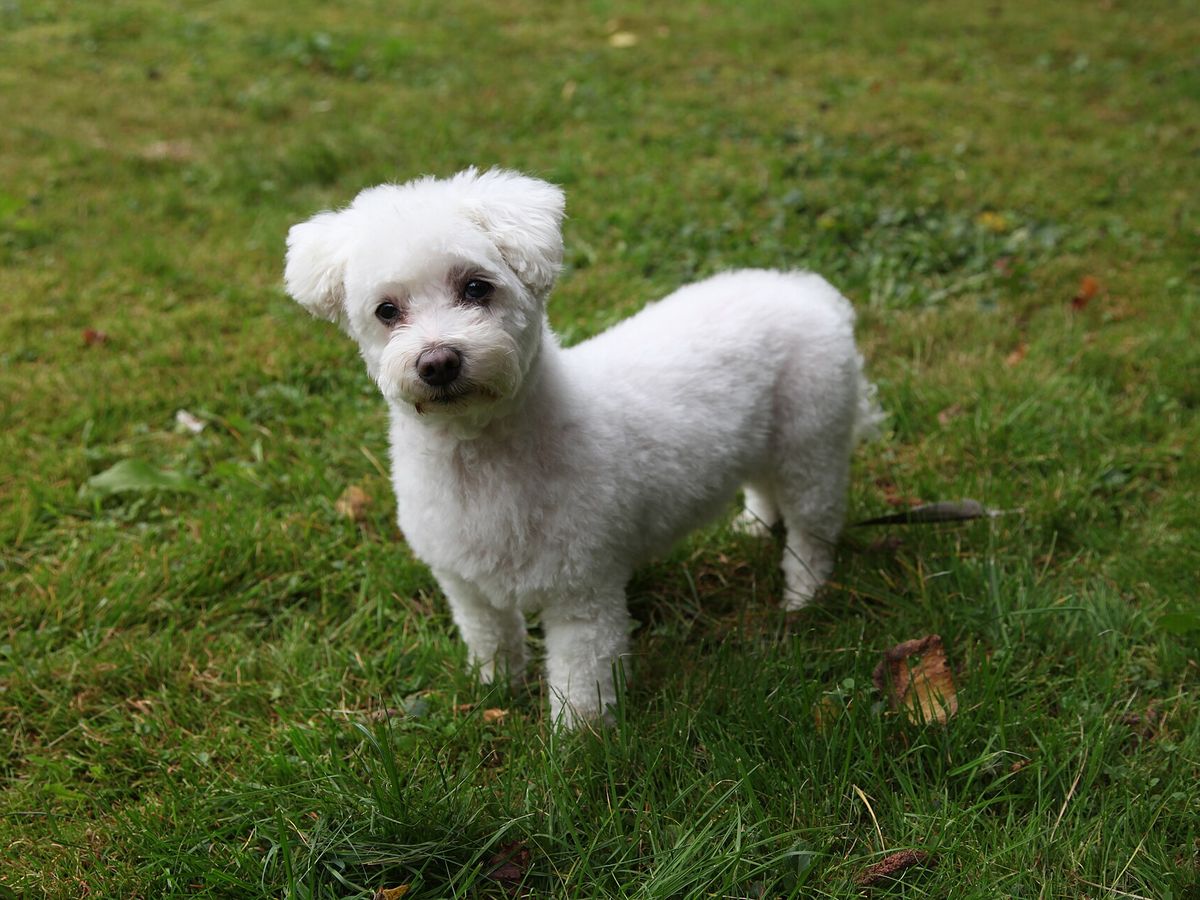 Maltese