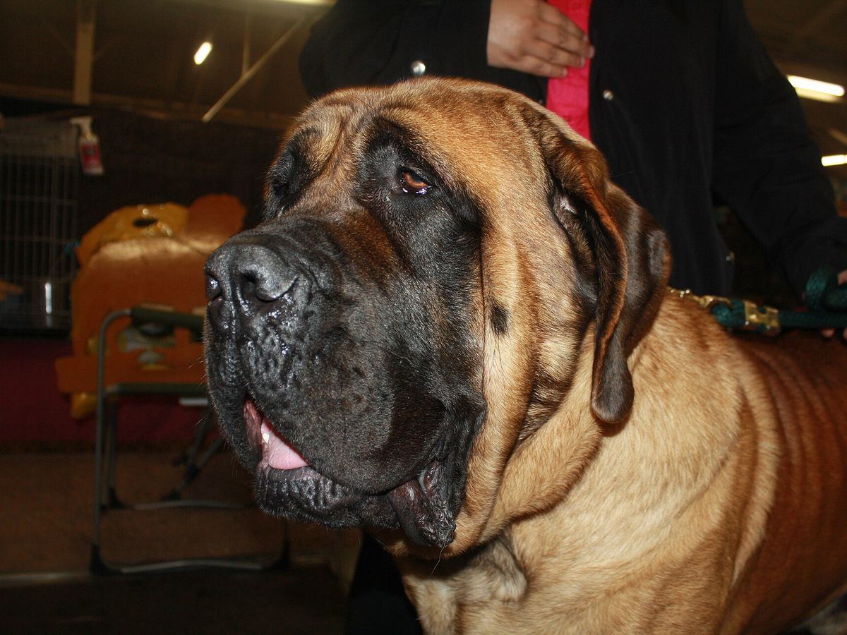 Mastiff