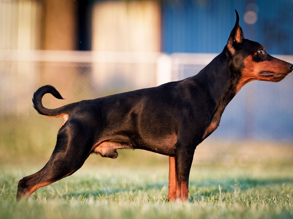 Miniature Pinscher