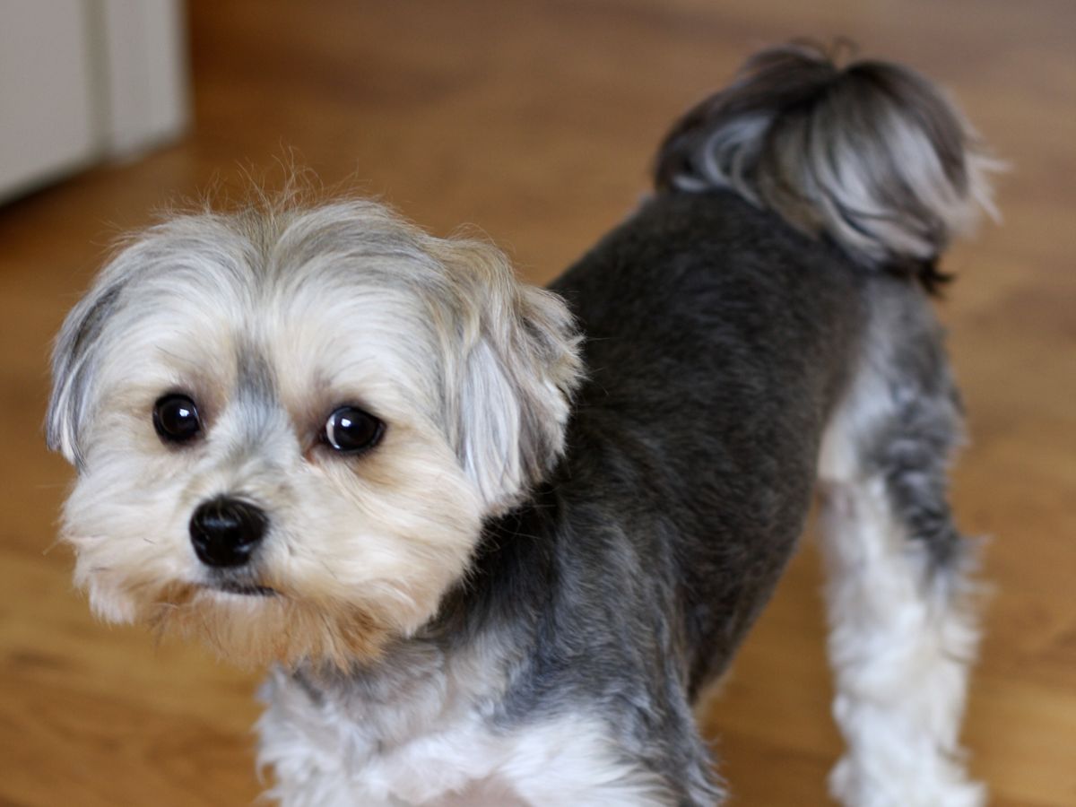 Morkie