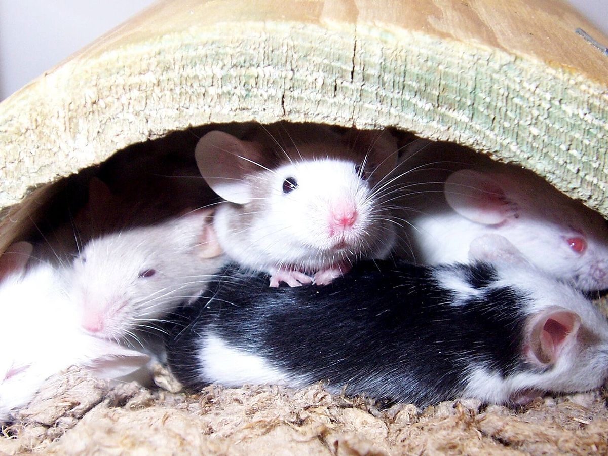 Fancy mouse
