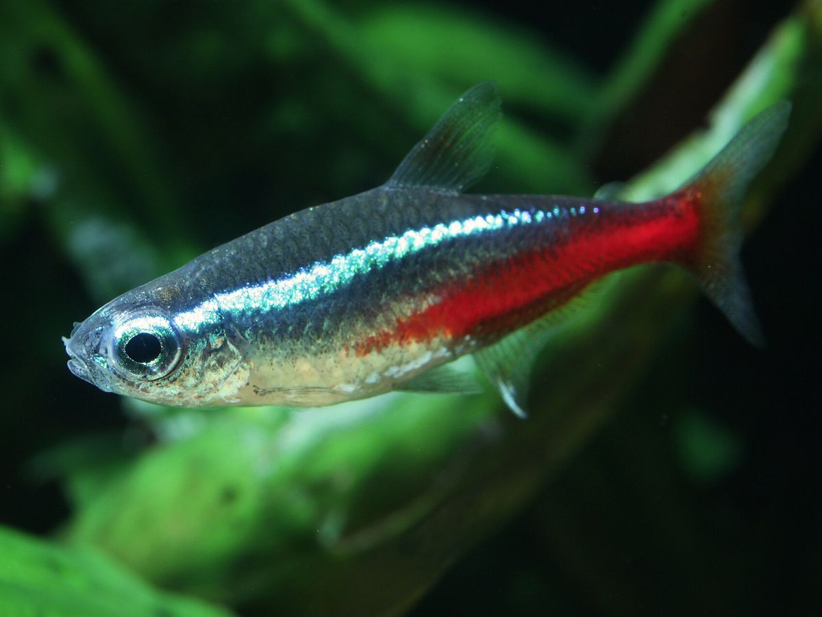 Neon tetras