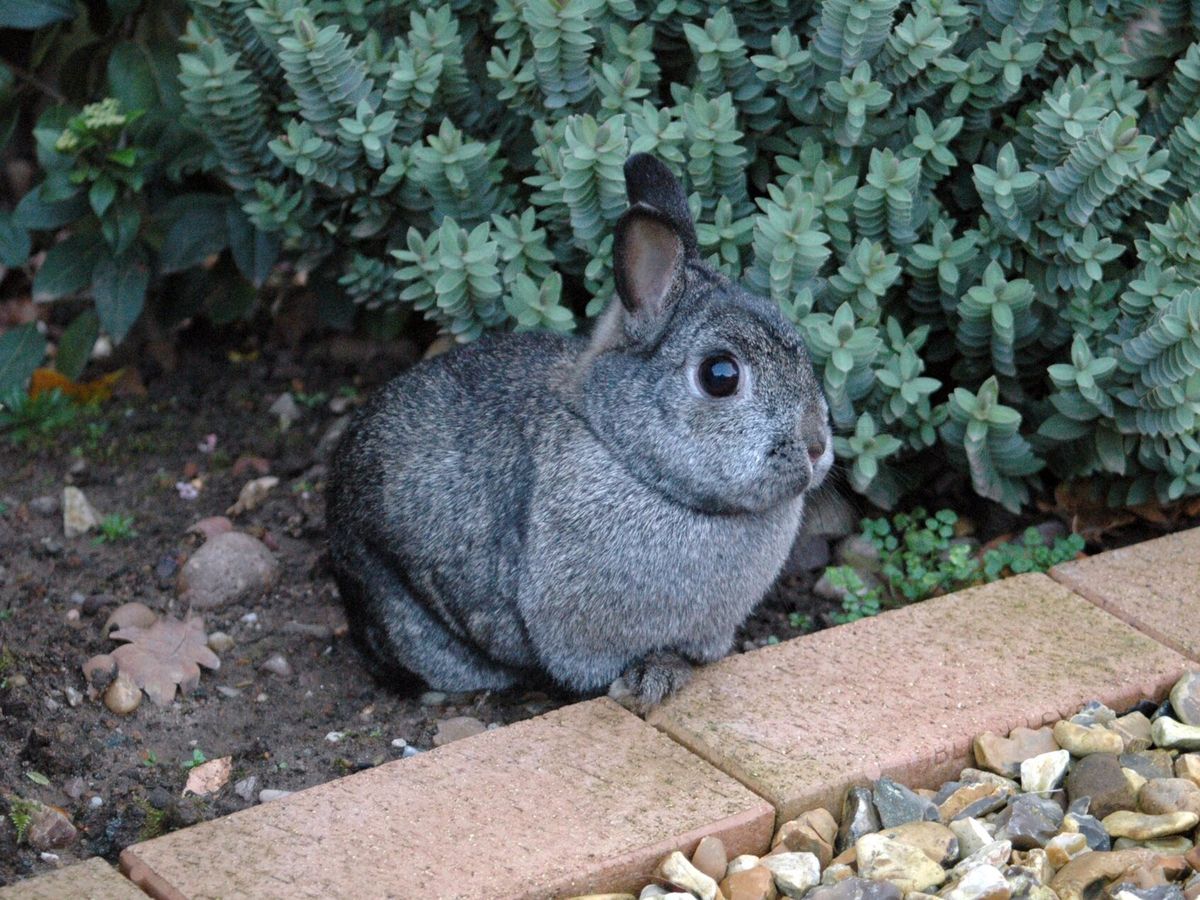 Netherland Dwarf