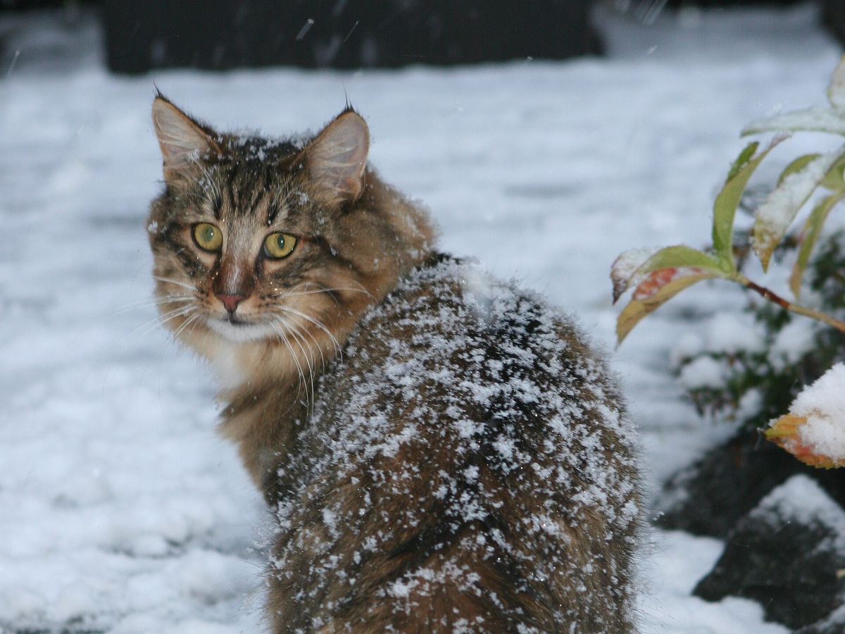 Norwegian Forest Cat