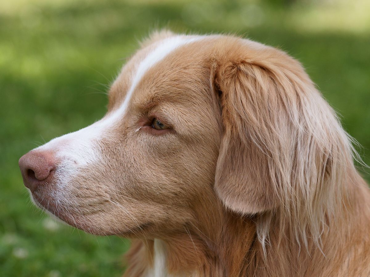 Nova Scotia Duck Tolling Retriever