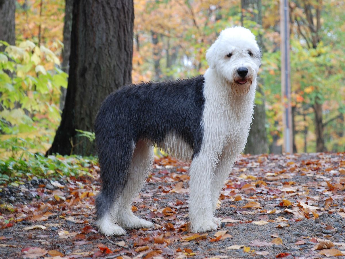 Old English Sheepdog