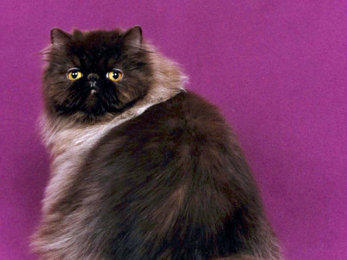 Persian