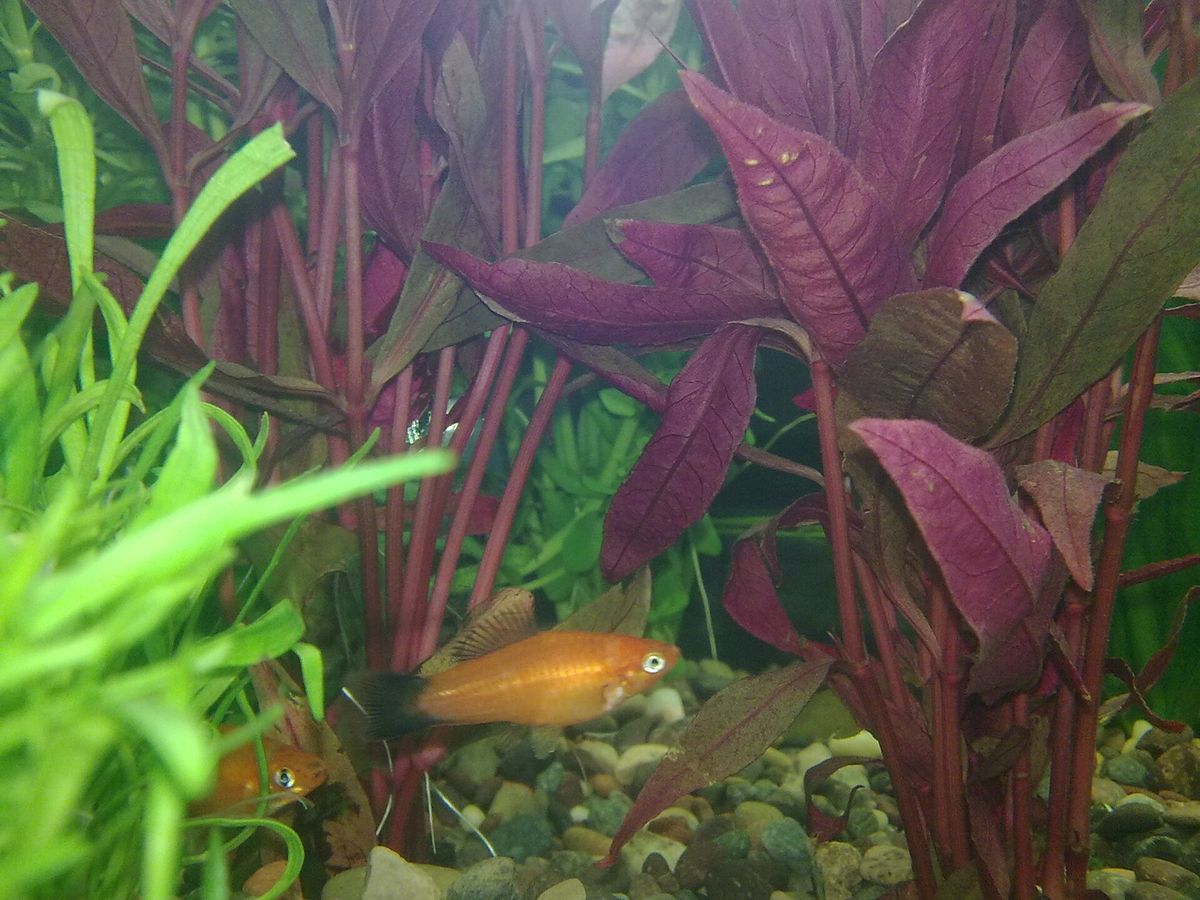 Platies