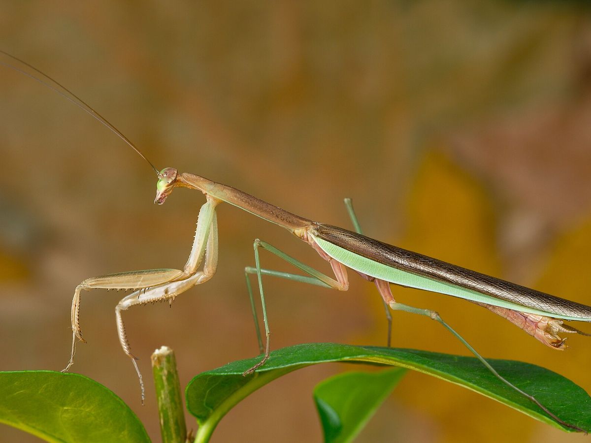 Praying mantis