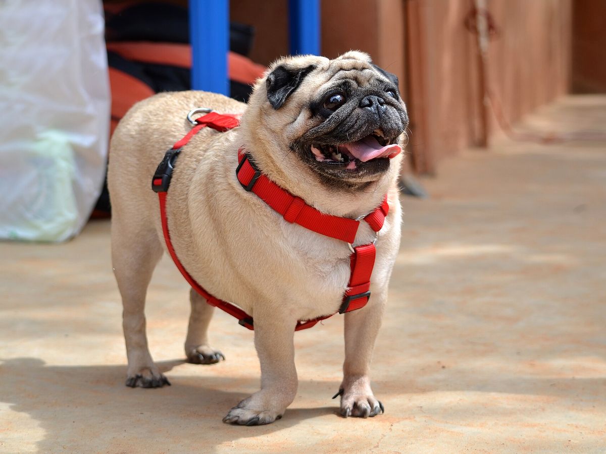 Pug
