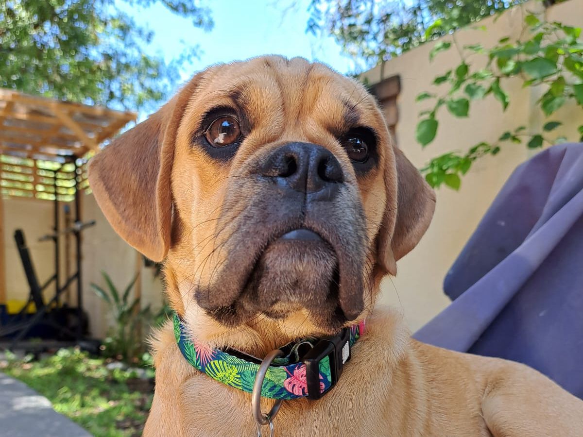 Puggle