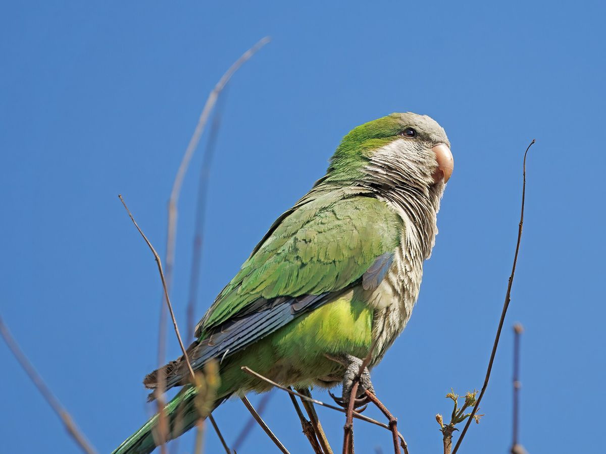Quaker parrot