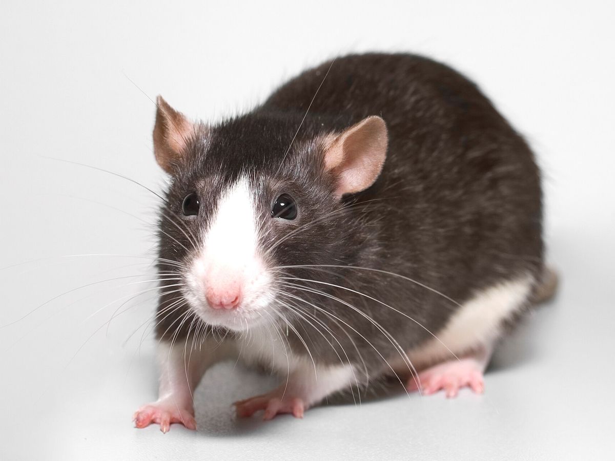 Pet rat
