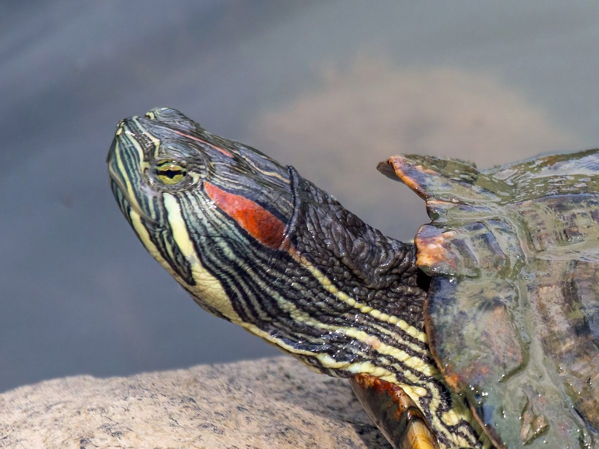 Red-eared slider