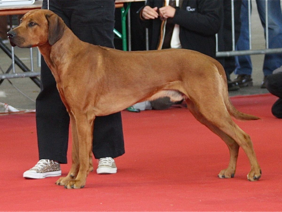 Rhodesian Ridgeback