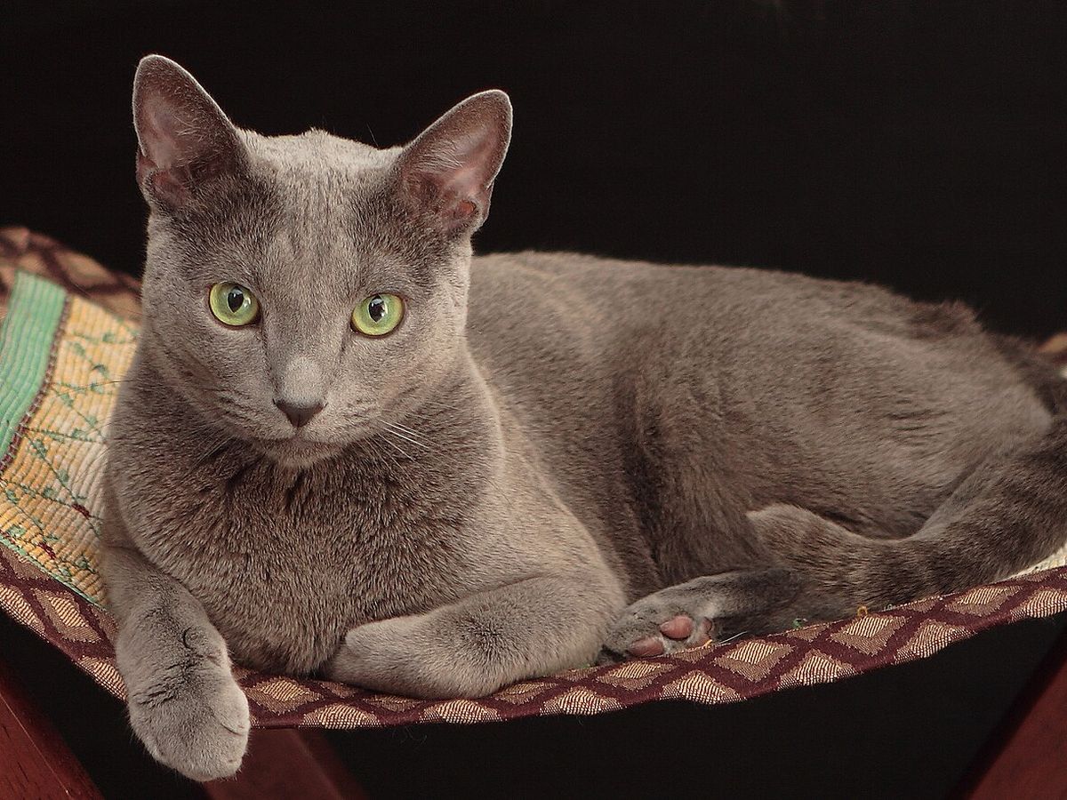 Russian Blue