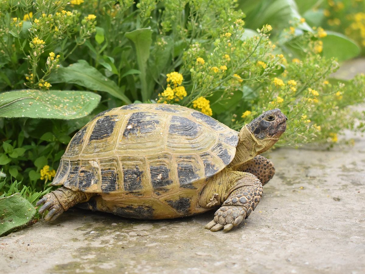Russian tortoise