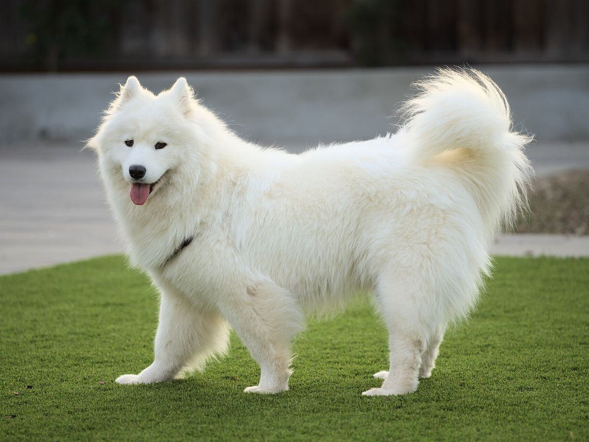 Samoyed