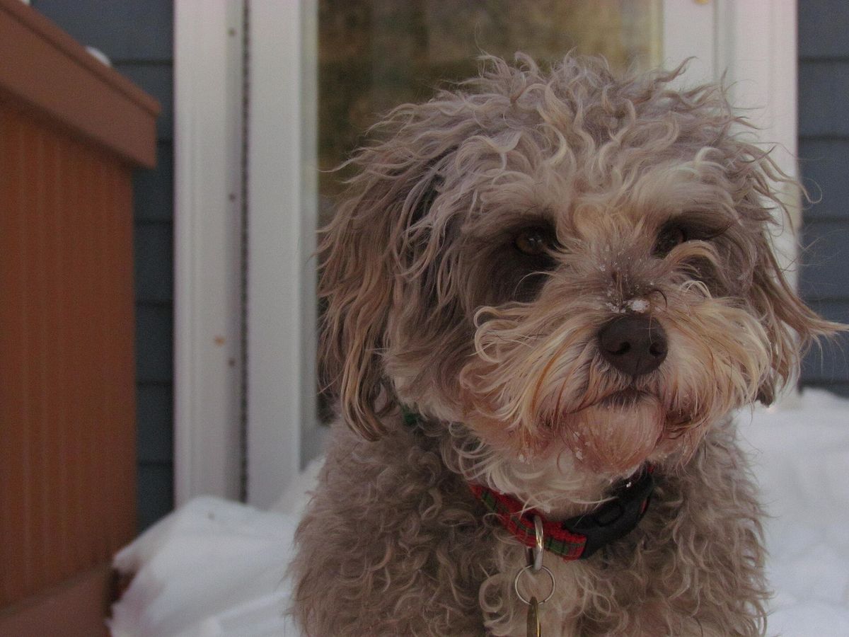 Schnoodle