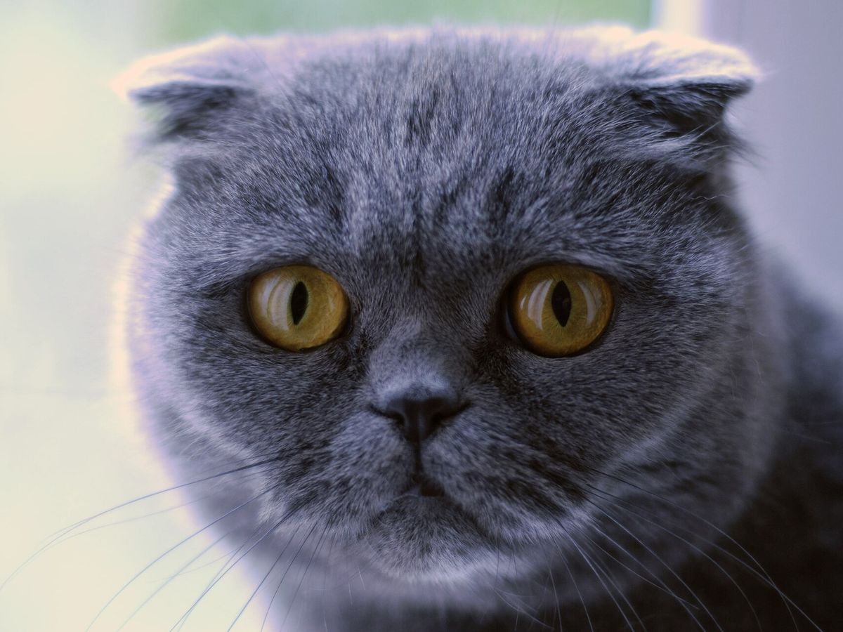 Scottish Fold