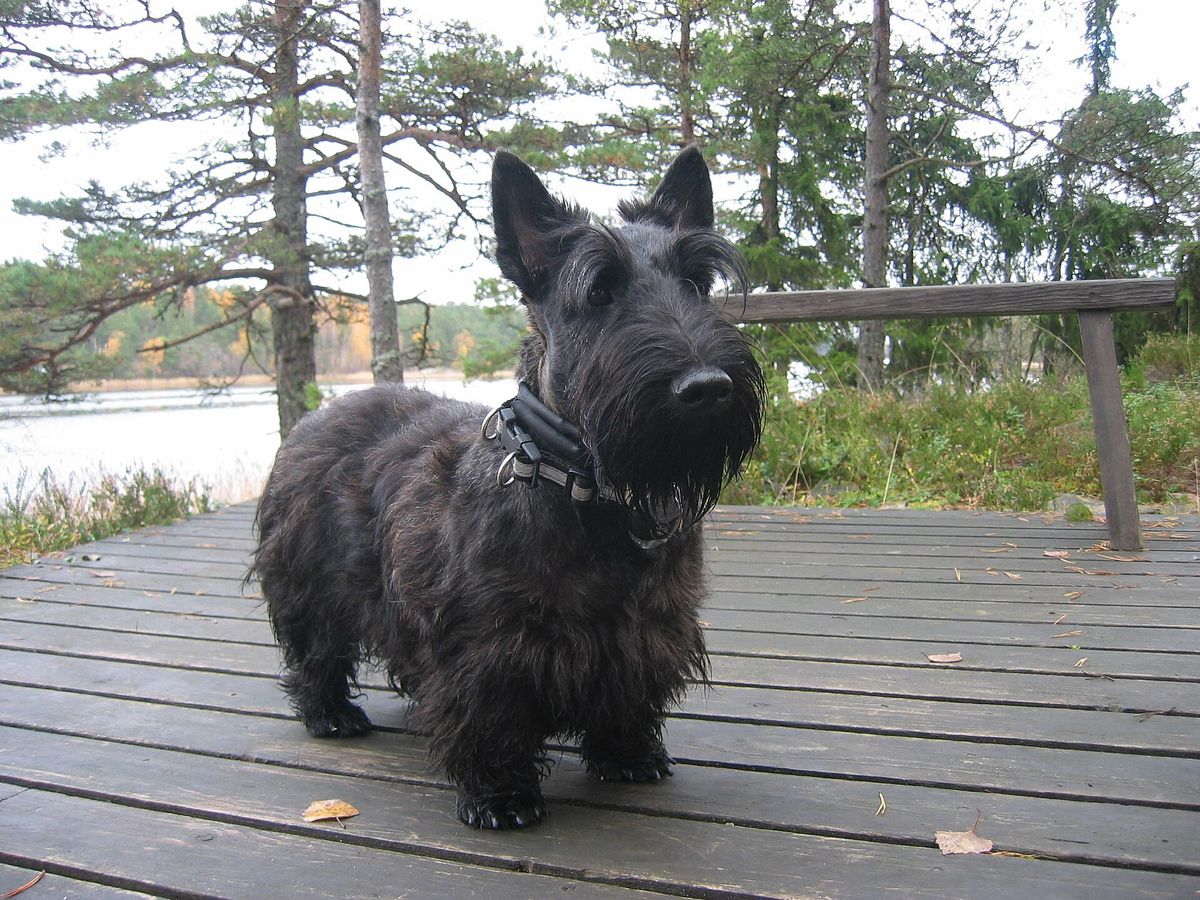 Scottish Terrier