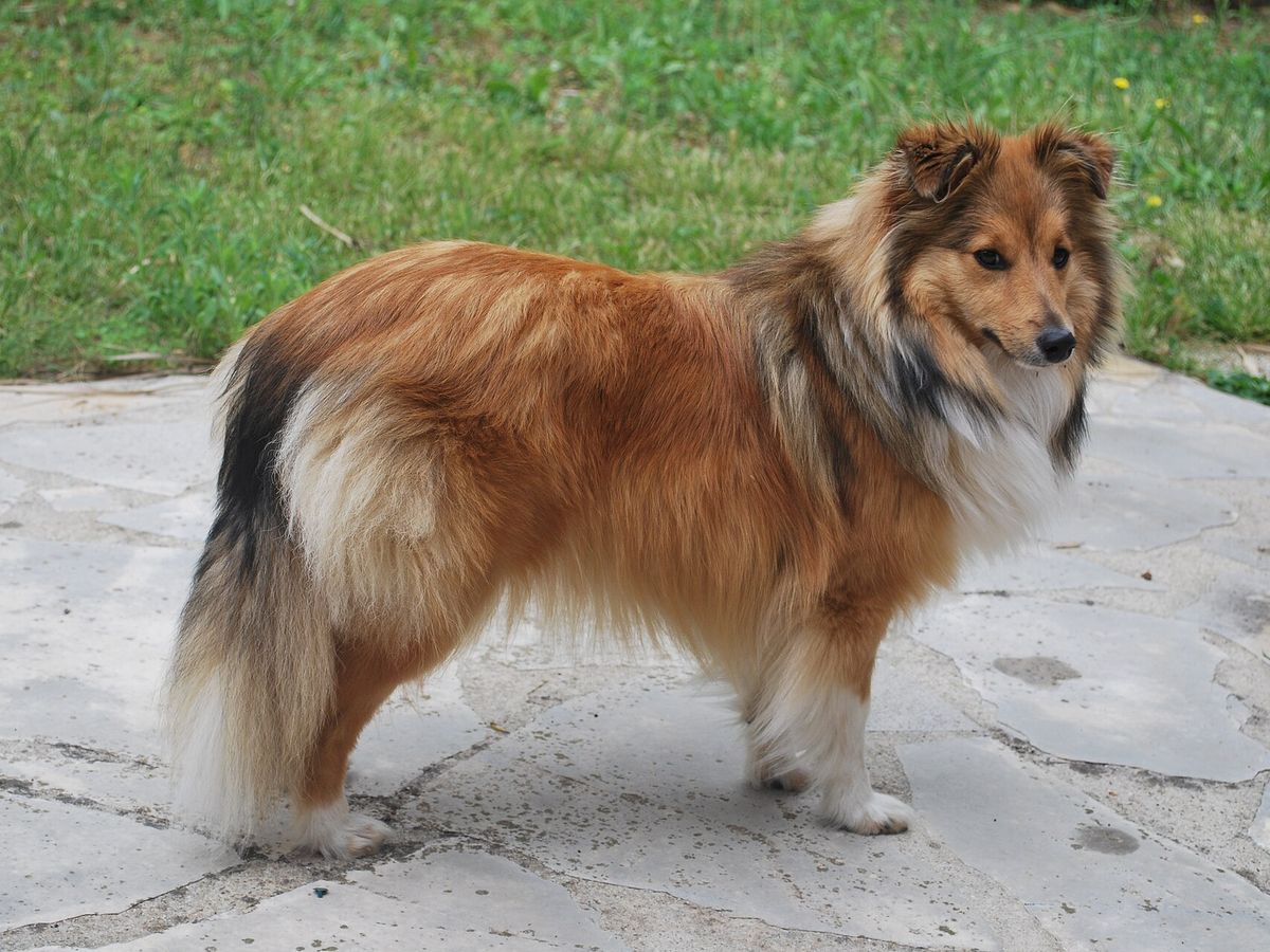 Shetland Sheepdog