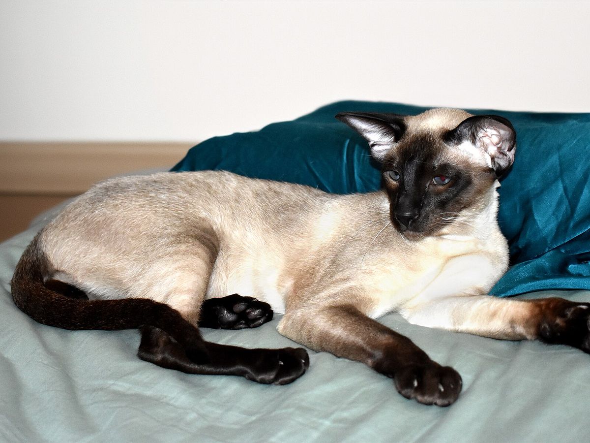Siamese