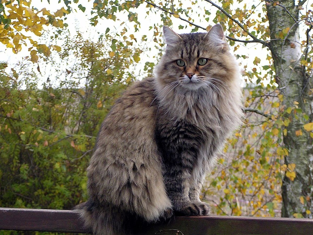 Siberian
