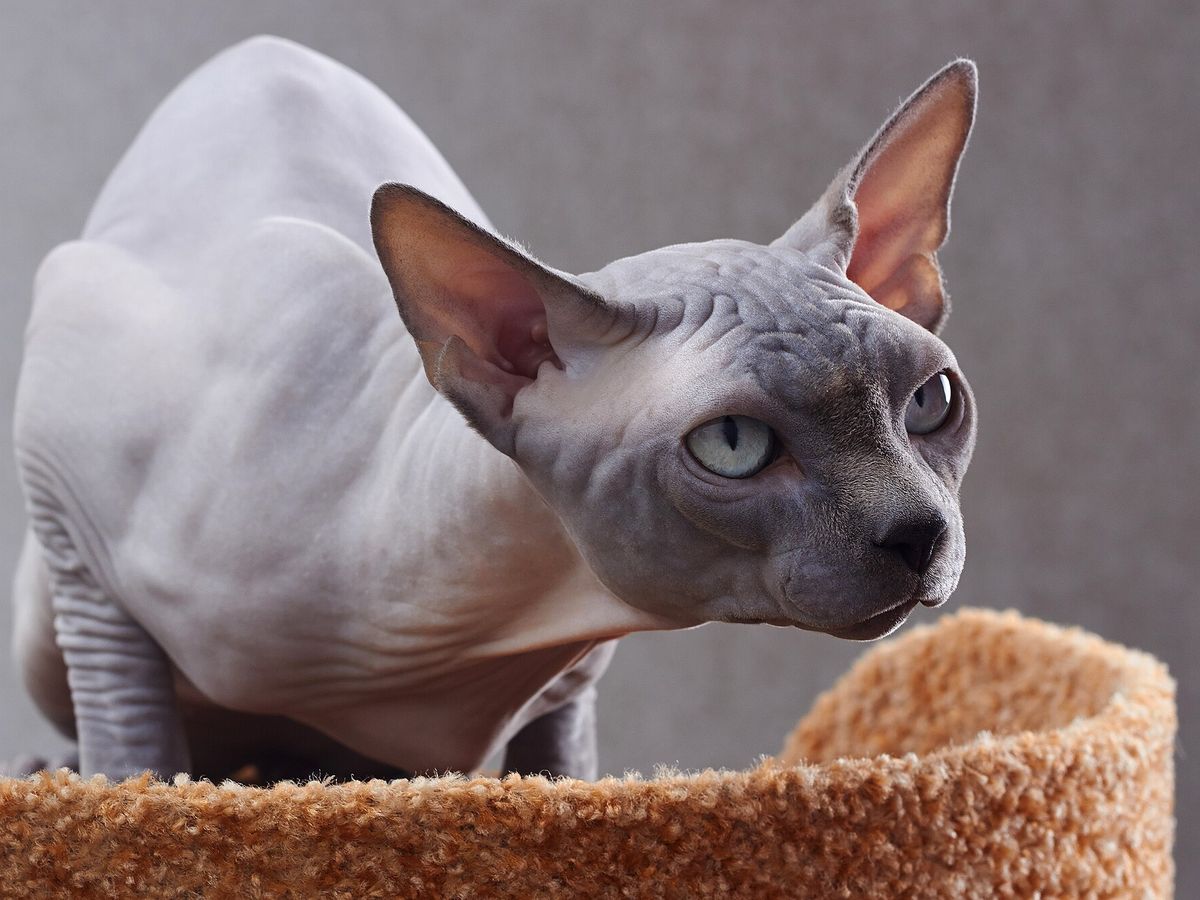 Sphynx