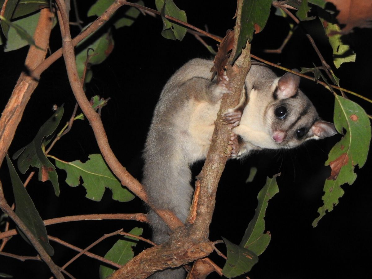 Sugar glider