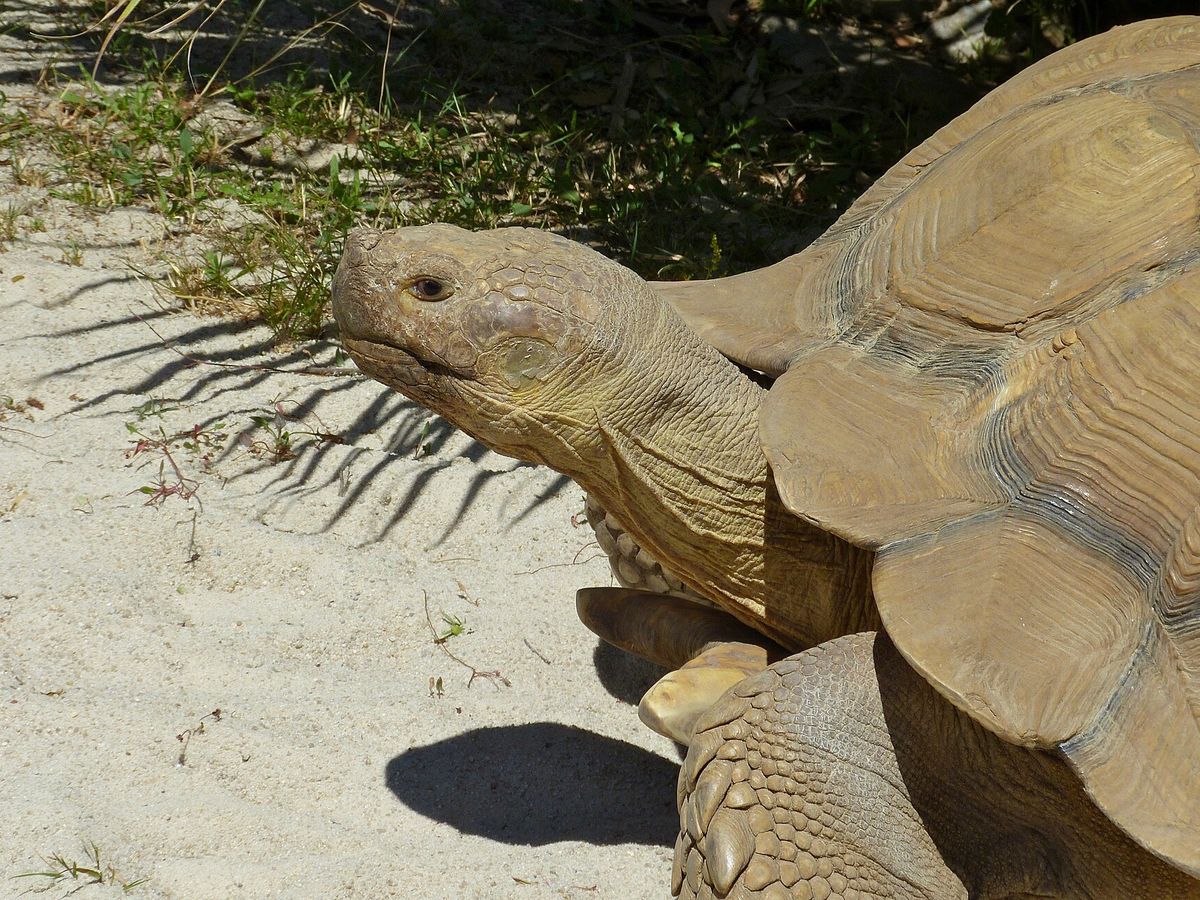 Sulcata tortoise