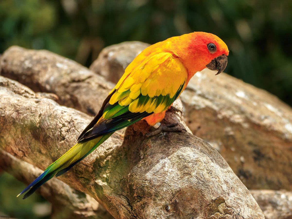Sun conure