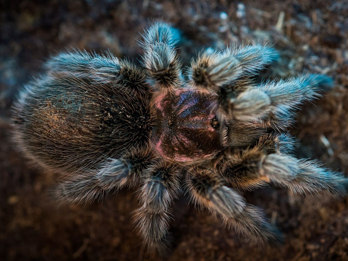 Tarantula