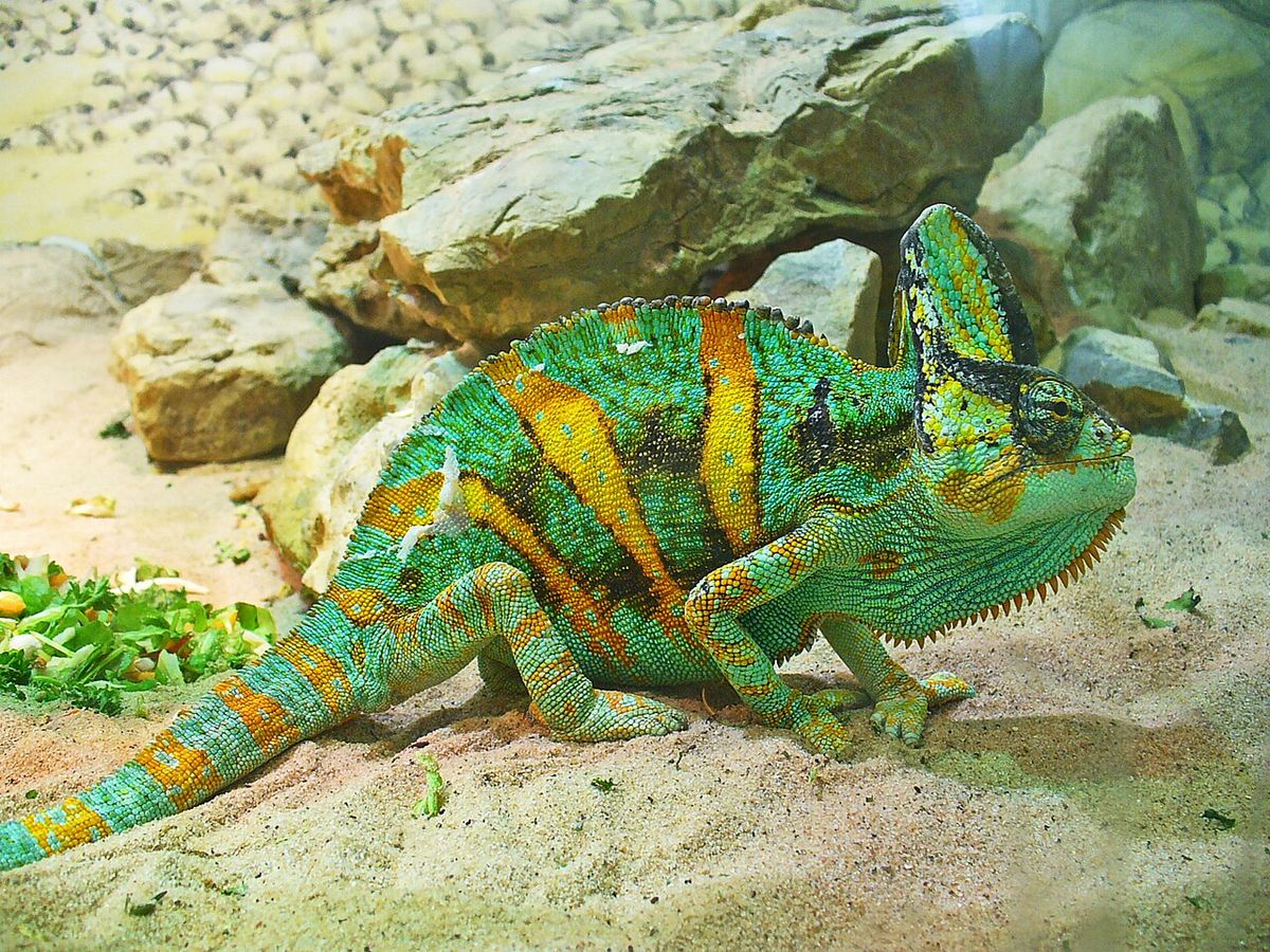 Veiled chameleon