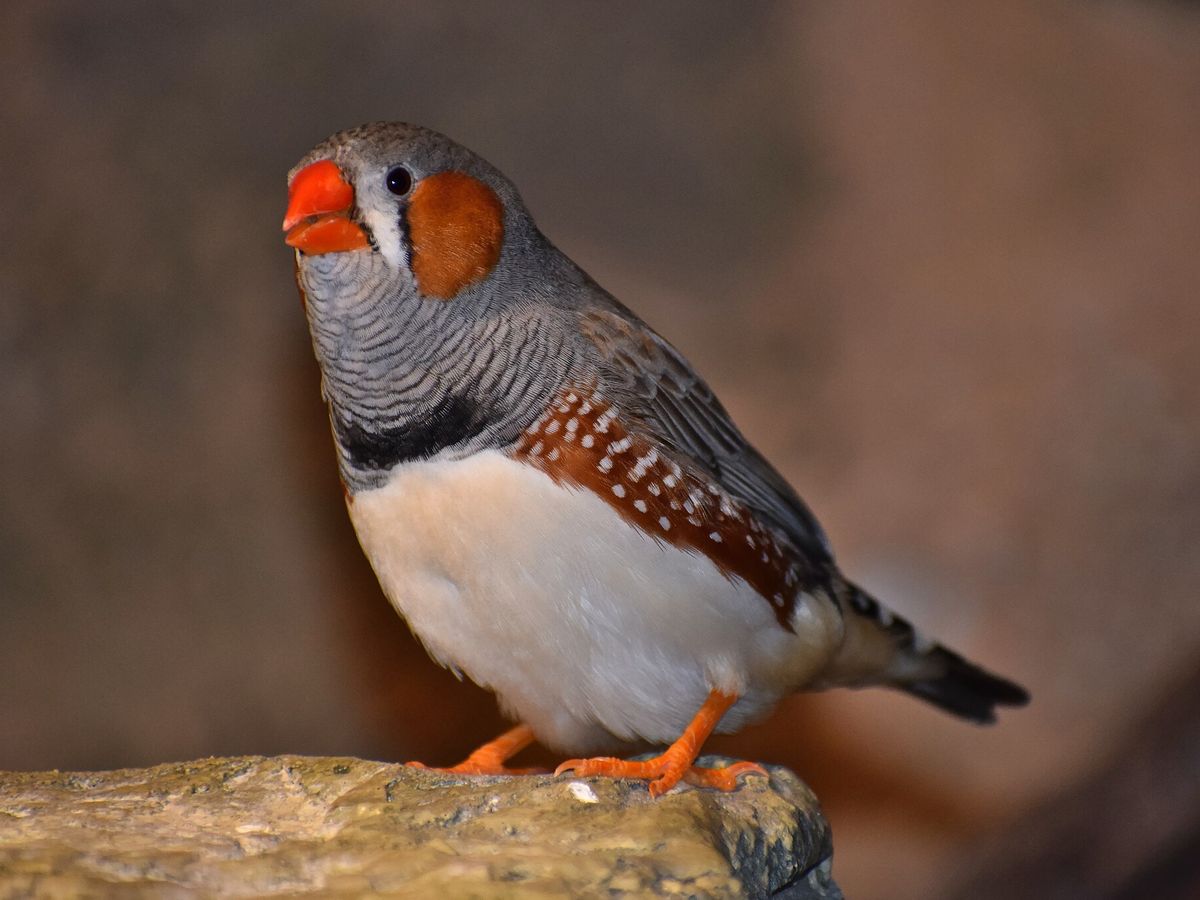 Zebra Finch